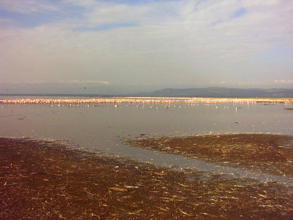 KENIA . LAGO NAKURU